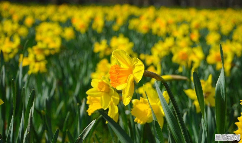 终于我们也看见了花团锦簇原话_醉心谣28集剧情介绍 - 星座运势