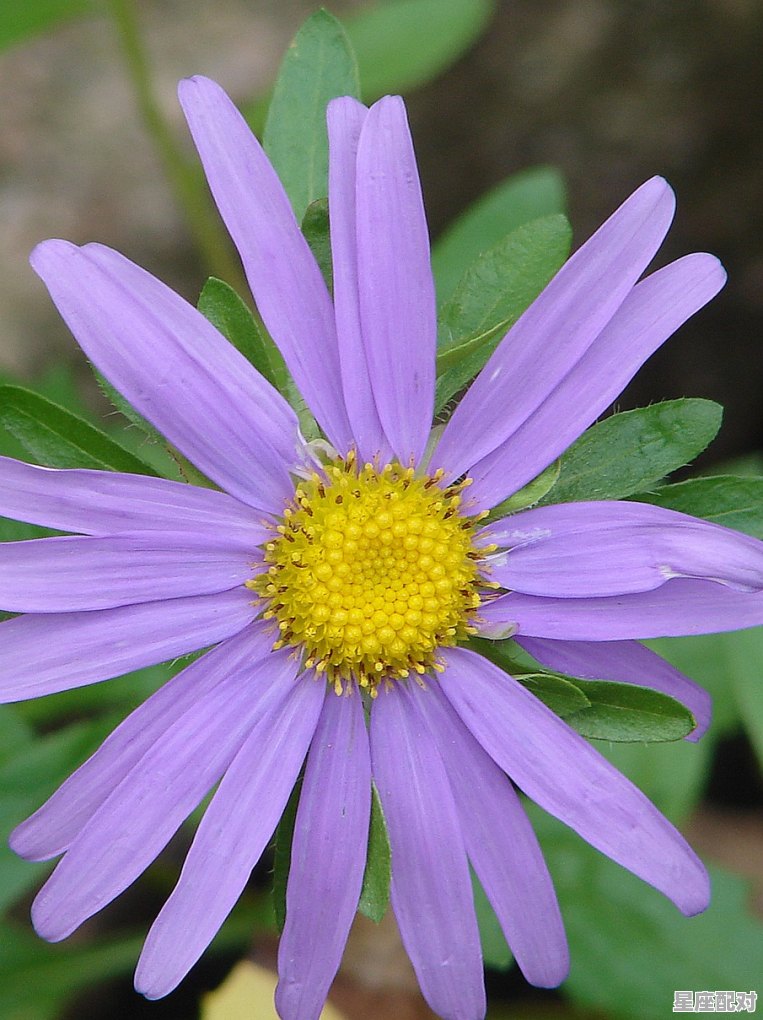 仇人的寓意和象征,做梦梦到妹妹 仇人的寓意和象征,做梦梦到妹妹 - 星座运势