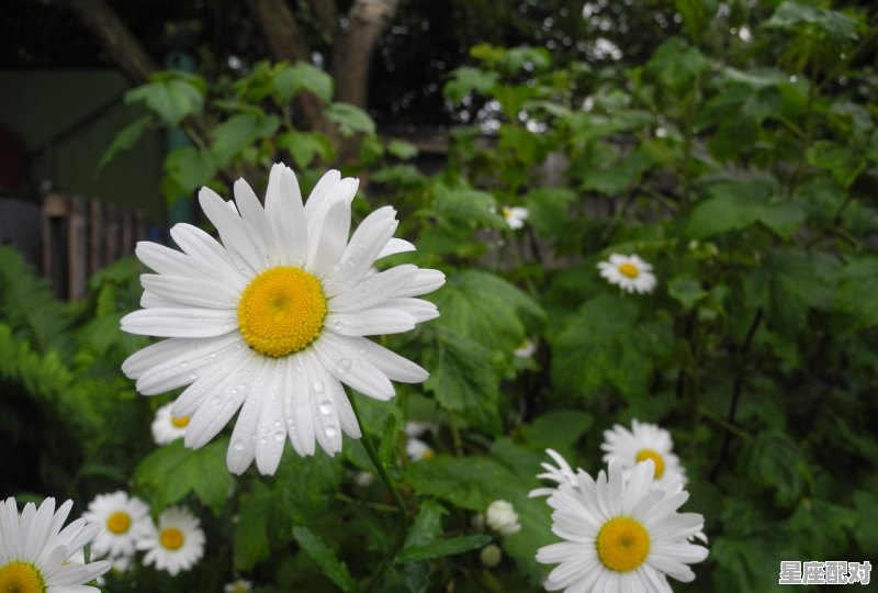 十二星座对应的天堂之花_白羊座本命花 十二星座对应的天堂之花_白羊座本命花 - 星座运势