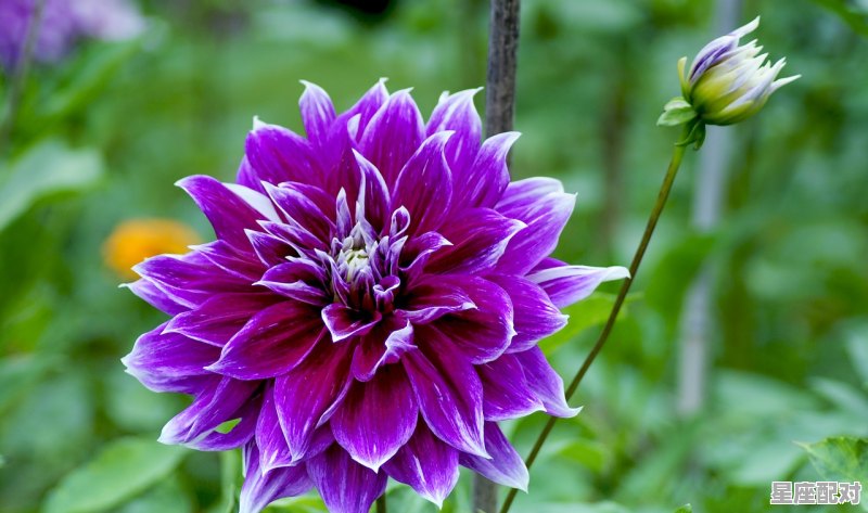 属蛇是什么星座女生,什么蛇的星座 属蛇是什么星座女生,什么蛇的星座 - 星座运势