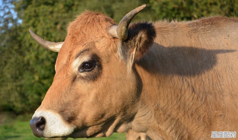 金牛出门迎财神是代表没有牛吗,属鸡金牛座性格特点 金牛出门迎财神是代表没有牛吗,属鸡金牛座性格特点 - 星座运势