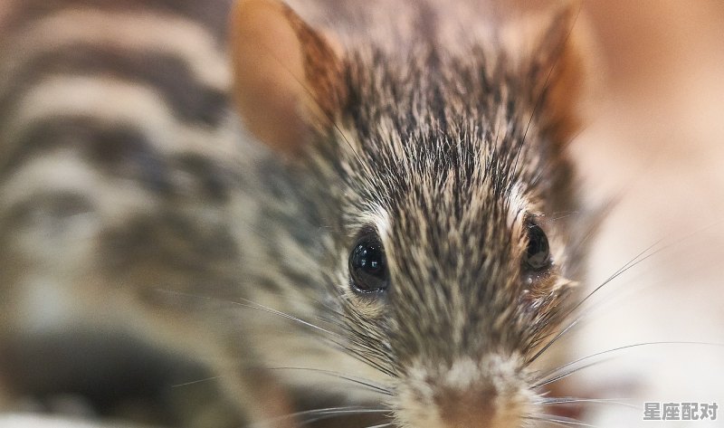 行善积德的动物是什么生肖_金木相生是什么动物 行善积德的动物是什么生肖_金木相生是什么动物 - 星座运势