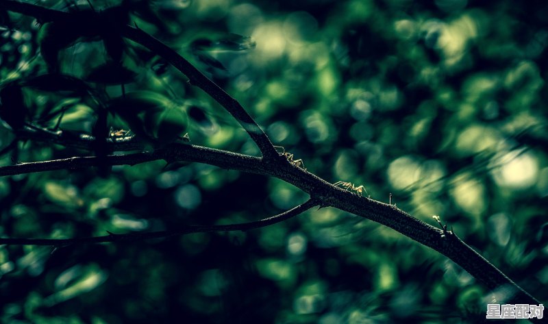 梦乡是什么意思,梦到家乡 梦乡是什么意思,梦到家乡 - 星座运势