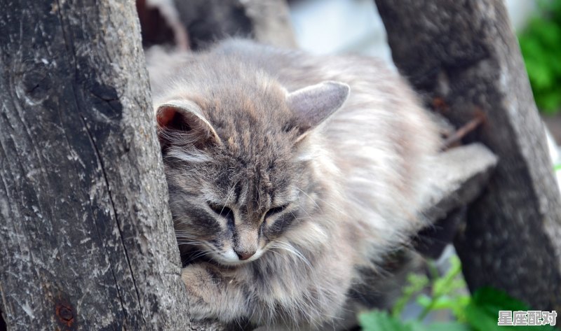 欲钱看天上是什么生肖_乾坤是指什么动物 欲钱看天上是什么生肖_乾坤是指什么动物 - 星座运势