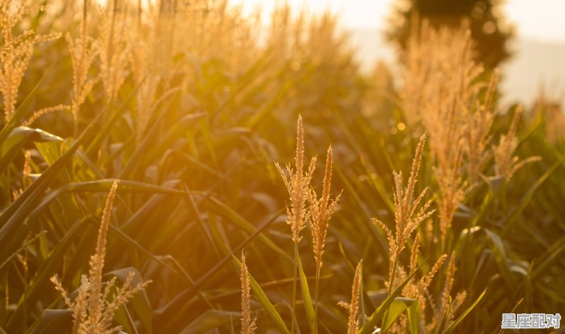 玉米文案短句干净，梦到玉米粒 - 星座运势