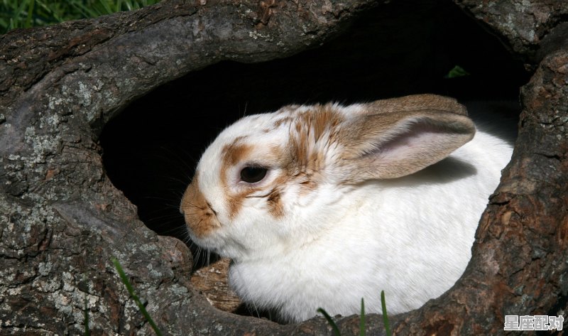 属猪的双鱼座男生性格，属猪双鱼座男生的性格 - 星座运势