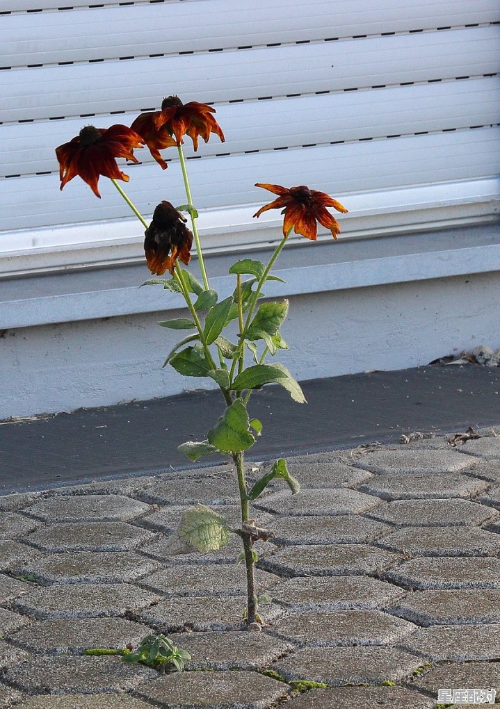 梦到大白蛇,梦到大白蛇 - 星座运势