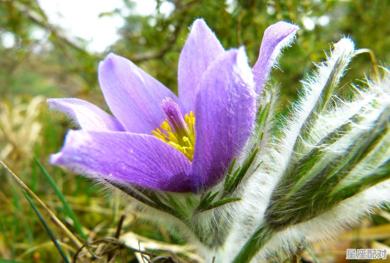 双鱼座男生性格缺点和优势_双鱼座的性格特点男生 - 星座运势