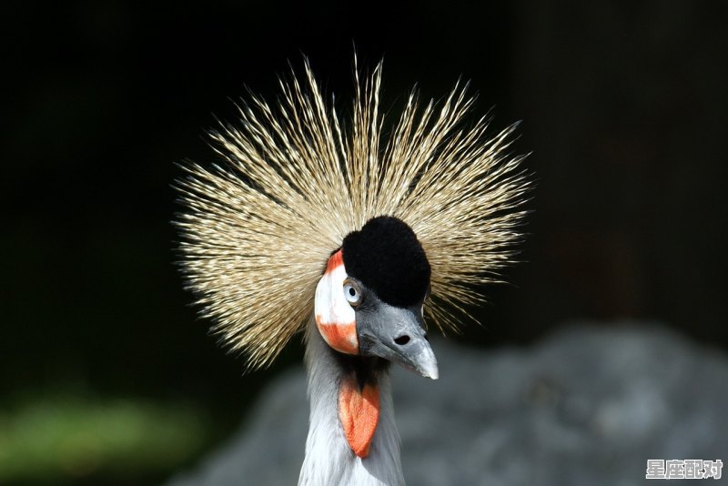 飞蜈蚣是什么动物_七手八脚的动物是什么 飞蜈蚣是什么动物_七手八脚的动物是什么 - 星座运势