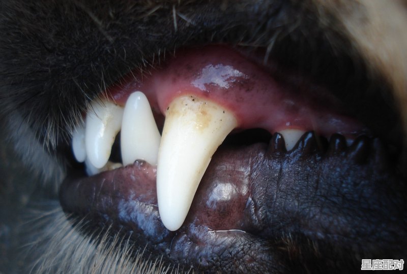 十二生肖中哪个动物牙齿锋利,什么生肖亲 - 星座运势