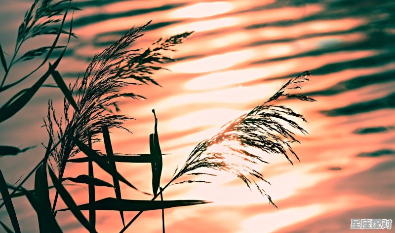 1981年农历9月26曰出生运势_农历1981年12月17日出生的人命运之轮 - 星座运势