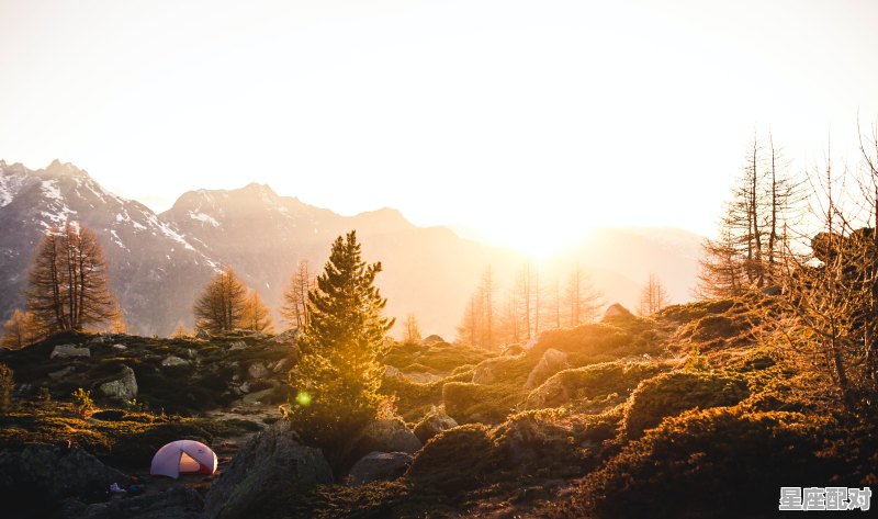 关于松树的诗句李白_梦到松树 - 星座运势