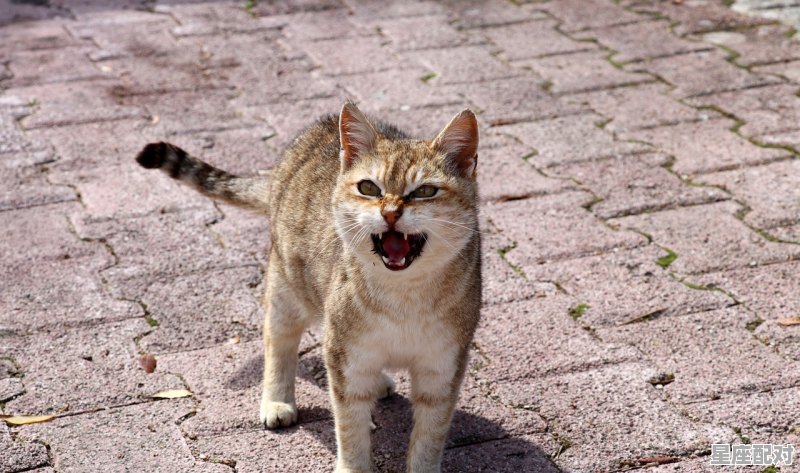 子丑什么意思,癸是什么生肖 - 星座运势