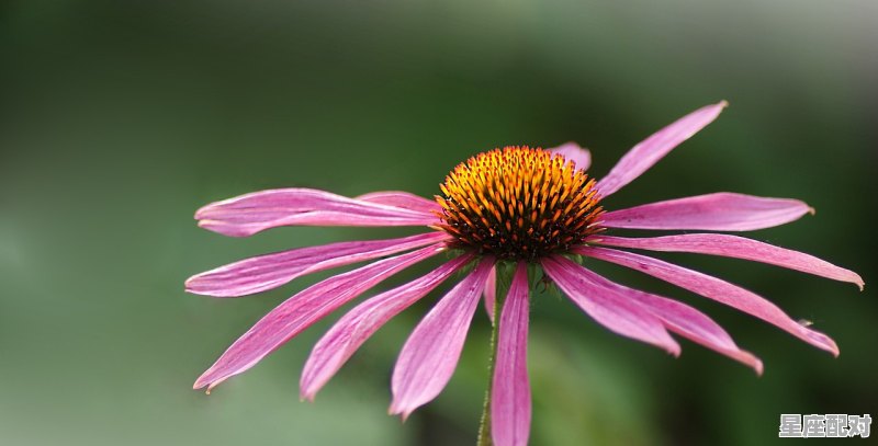 04年属什么的属相,04年今日运势 04年属什么的属相,04年今日运势 - 星座运势