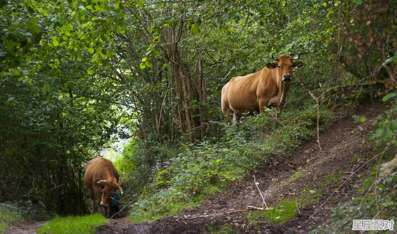 猪的含义谁知道是什么,孕妇梦到猪 - 星座运势