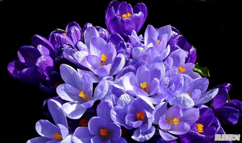 3月5号是什么星座的，3月5月是什么星座 - 星座运势