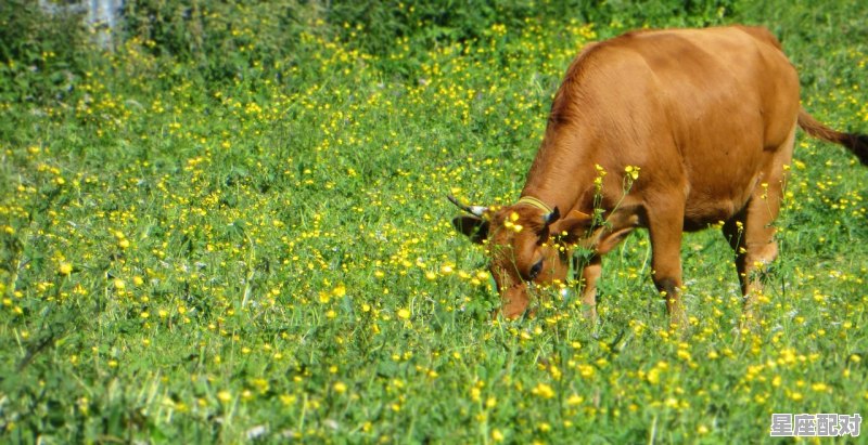 家喻户晓最忠心，是什么动物，什么生肖最忠心 - 星座运势