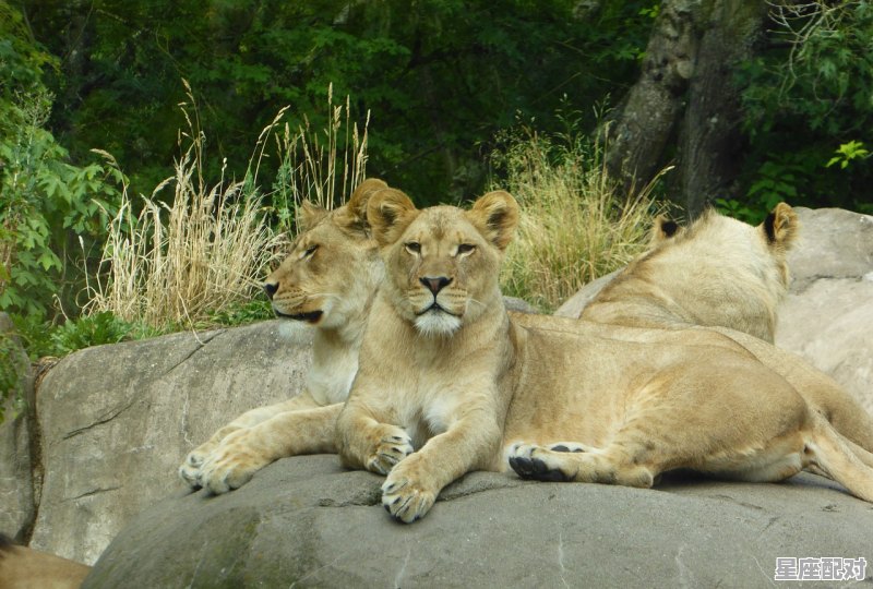 动物狮子的性格和脾气，狮子座性格分析五官 - 星座运势