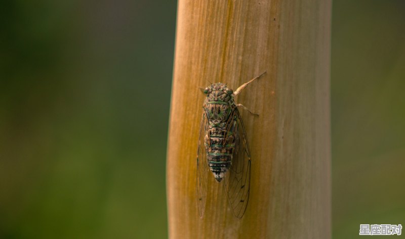 2021是哪个国家的鼠年,鼠年的今日运势 2021是哪个国家的鼠年,鼠年的今日运势 - 星座运势