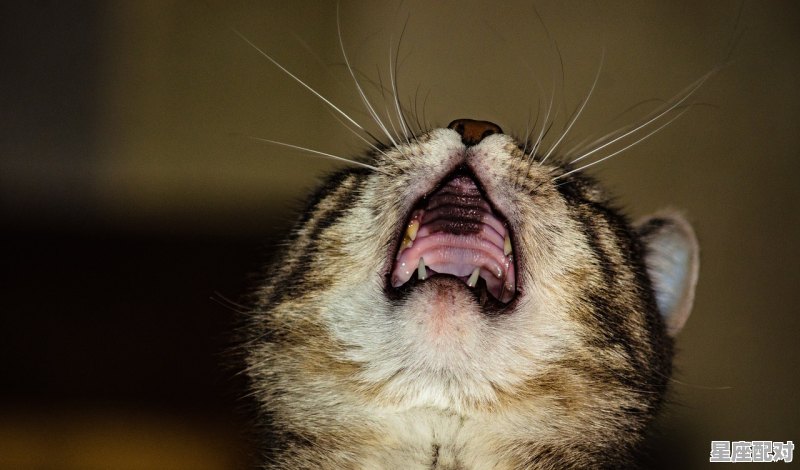 祥,代表什么动物,祥云指什么生肖 祥,代表什么动物,祥云指什么生肖 - 星座运势