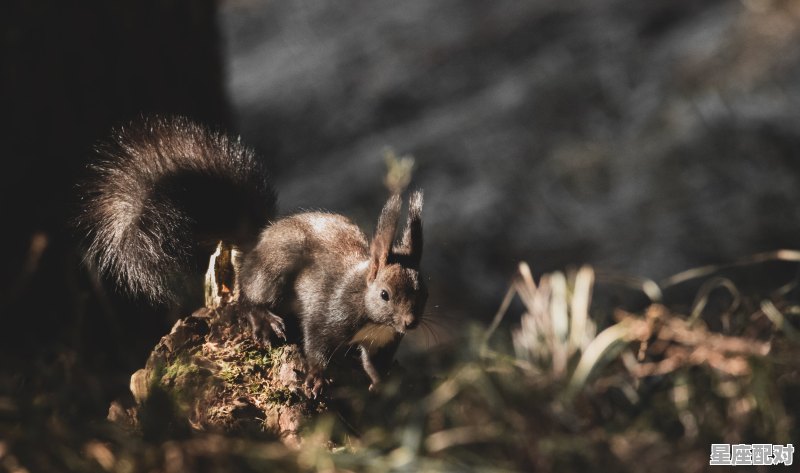 一生清白的动物,善良的动物是什么生肖 一生清白的动物,善良的动物是什么生肖 - 星座运势