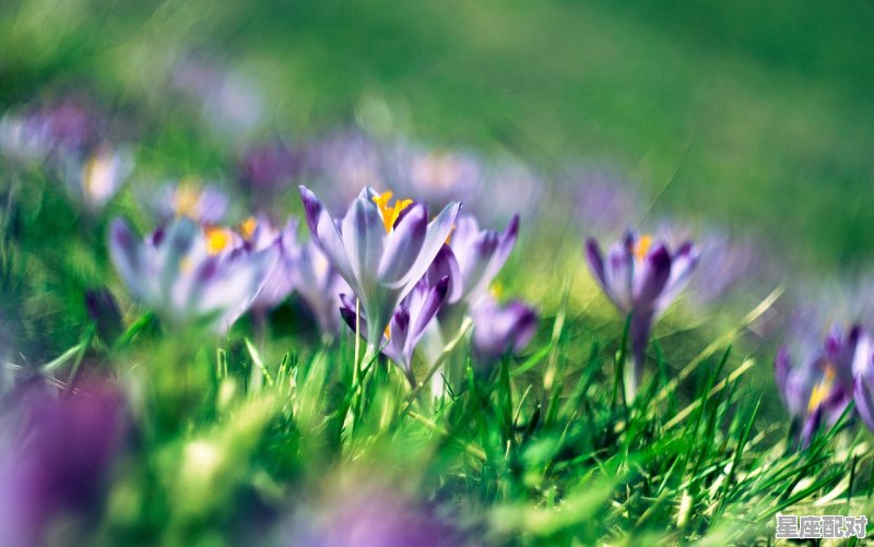 11月处女座能与狮子座复合吗,狮子座和处女座的星座配对指数是多少 11月处女座能与狮子座复合吗,狮子座和处女座的星座配对指数是多少 - 星座运势