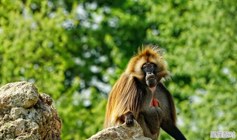 1964年2月出生人属啥，57年属什么生肖 - 星座运势