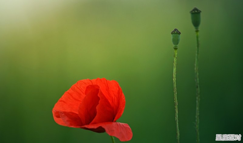 双子座最适合跟哪个星座恋爱_如何与双子男相处 双子座最适合跟哪个星座恋爱_如何与双子男相处 - 星座运势