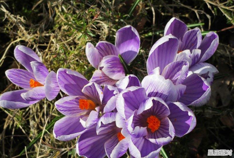 1988月10月15日是属于什么星座,1988月6日什么星座 1988月10月15日是属于什么星座,1988月6日什么星座 - 星座运势