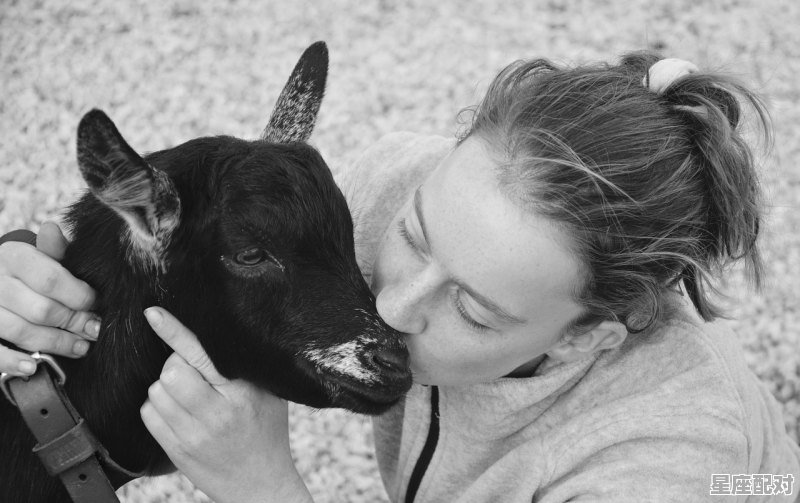 豺狼与羊中的豺狼是什么性格,双子座属羊女人性格 豺狼与羊中的豺狼是什么性格,双子座属羊女人性格 - 星座运势