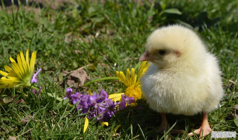 2022年正月第一个属鸡是哪天，属鸡今日运势最准 - 星座运势