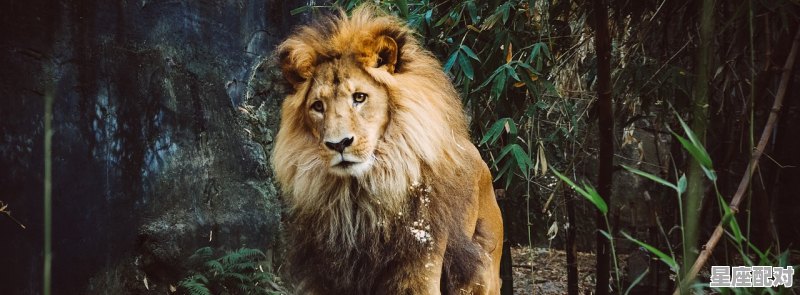 动物狮子的性格和脾气,狮子座说性格不合适 动物狮子的性格和脾气,狮子座说性格不合适 - 星座运势