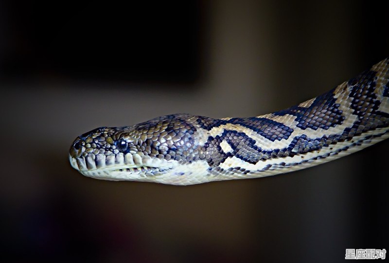 蛇进入家中是否会对家庭安全带来威胁,梦到蛇在家里 - 星座运势