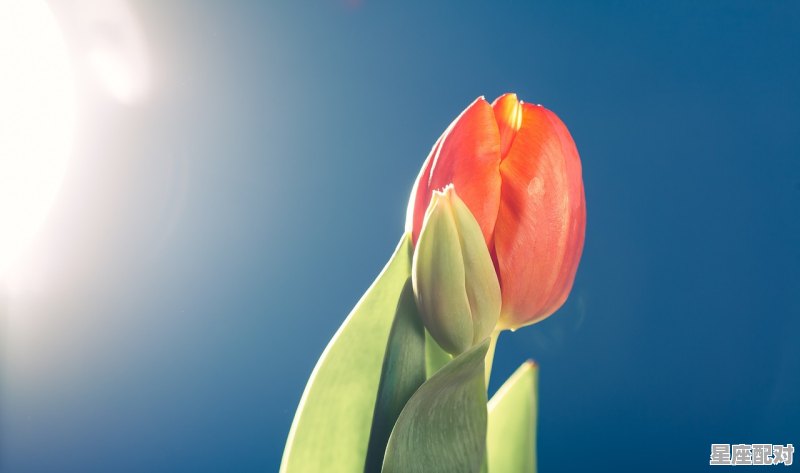 双鱼男性格,一句话双鱼座男生性格 双鱼男性格,一句话双鱼座男生性格 - 星座运势