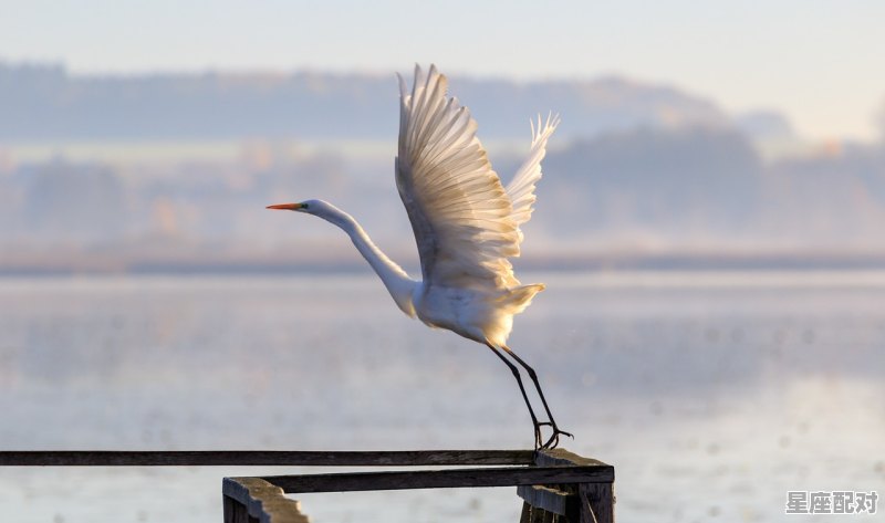 三春什么动物_三春天气日初长什么意思 三春什么动物_三春天气日初长什么意思 - 星座运势