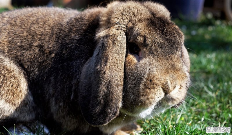 早晨8点来钟看见野兔好不好_今日兔运势方位 早晨8点来钟看见野兔好不好_今日兔运势方位 - 星座运势