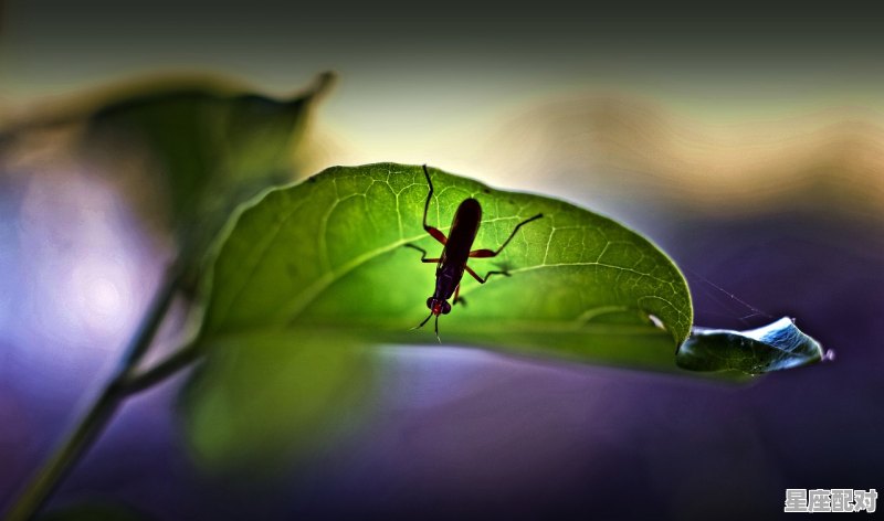 灯红酒绿猜一动物,谜底指什么生肖 灯红酒绿猜一动物,谜底指什么生肖 - 星座运势