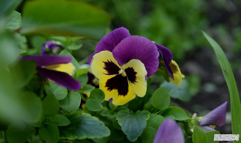 三月三月六是什么星座，3月6日是什么星座的 - 星座运势