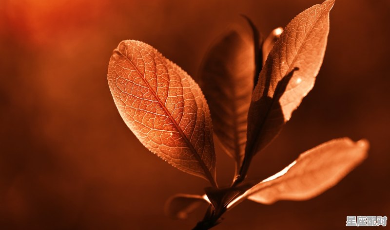 巨蟹座是什么生肖,巨蟹座是什么生肖 - 星座运势