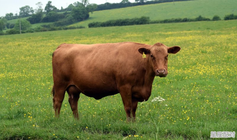 全国各地过年习俗与吃食,全国各地过年习俗与吃食 - 星座运势