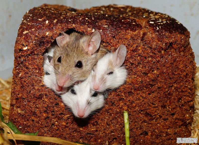 72年属鼠的今年多大,鼠今日运势7.21 - 星座运势