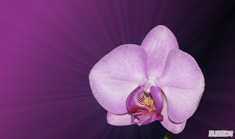 十二生肖里面兰花是什么生肖_2032是鼠年吗 - 星座运势