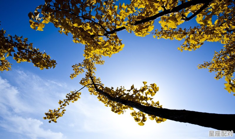 白羊座运势解析_白羊座今天的幸运色是什么 - 星座运势