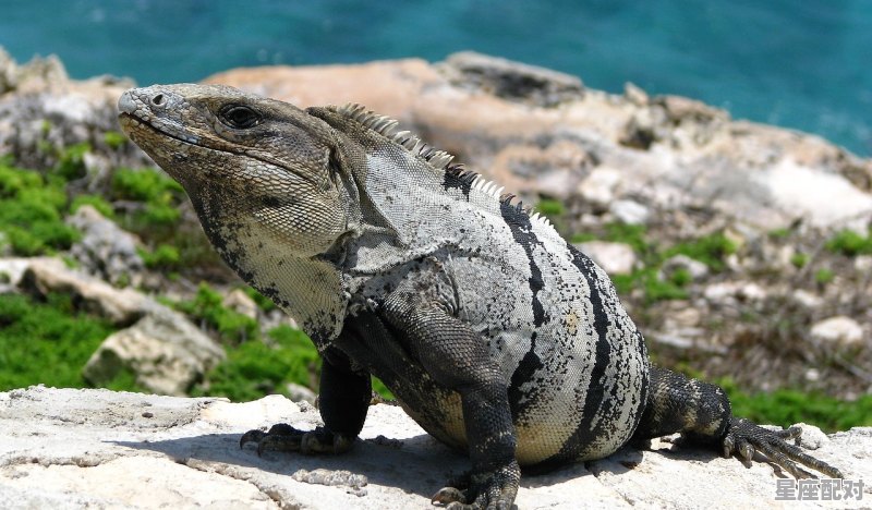 猛指哪个动物，猛兽指什么生肖 - 星座运势