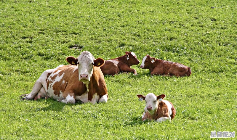 两只牛代表什么意思_小牛翻跟斗是啥意思 - 星座运势