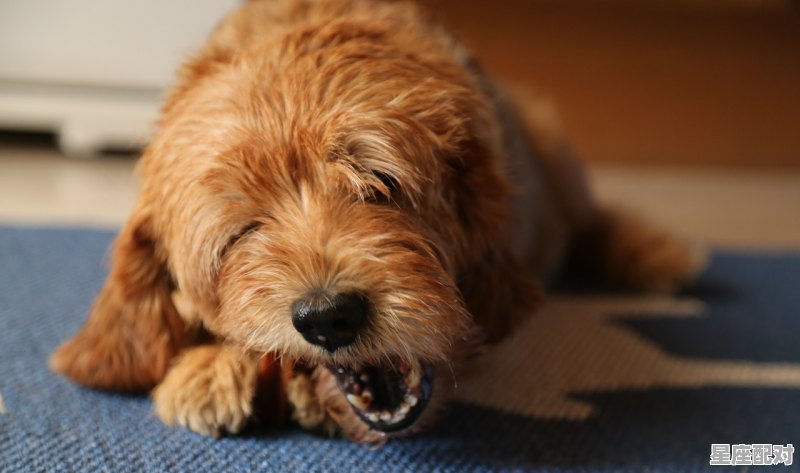 臭屁连天是谁一肖_孤子是什么动物 - 星座运势