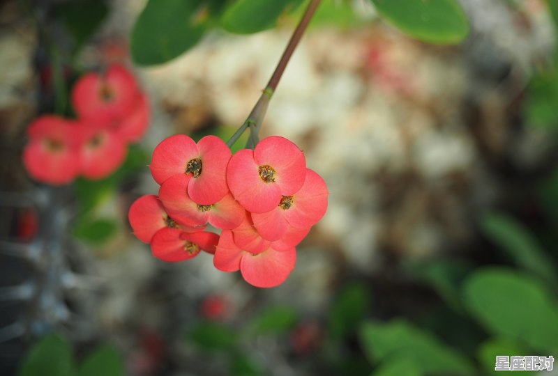 海棠花代表什么生肖，海棠是什么生肖 - 星座运势