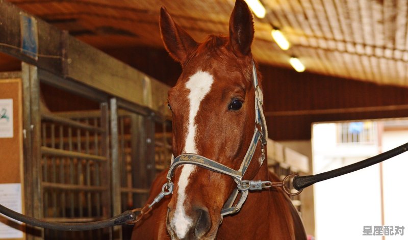 什么生肖最伟大,什么生肖最伟大 什么生肖最伟大,什么生肖最伟大 - 星座运势