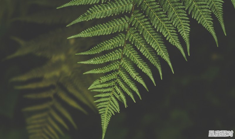 五月芭蕉，粗枝大叶什么意思，芭蕉是什么生肖 - 星座运势