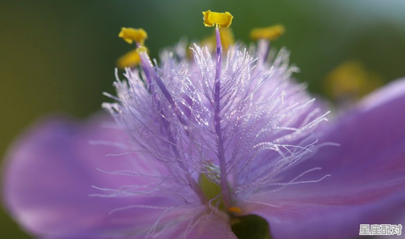 三月三是什么太阳星座，三月三是什么星座的 - 星座运势